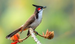Áo Lồng Đẹp Và Nghệ Thuật