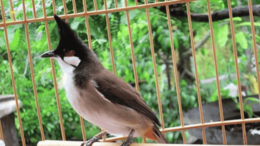Cách chọn lồng chim chào mào