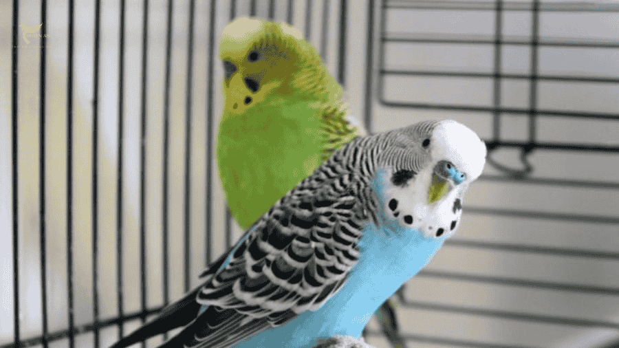 Cách chọn lồng chim yến phụng